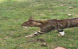 Bengal cats for sale: Bengal male cat for sale - Image 2