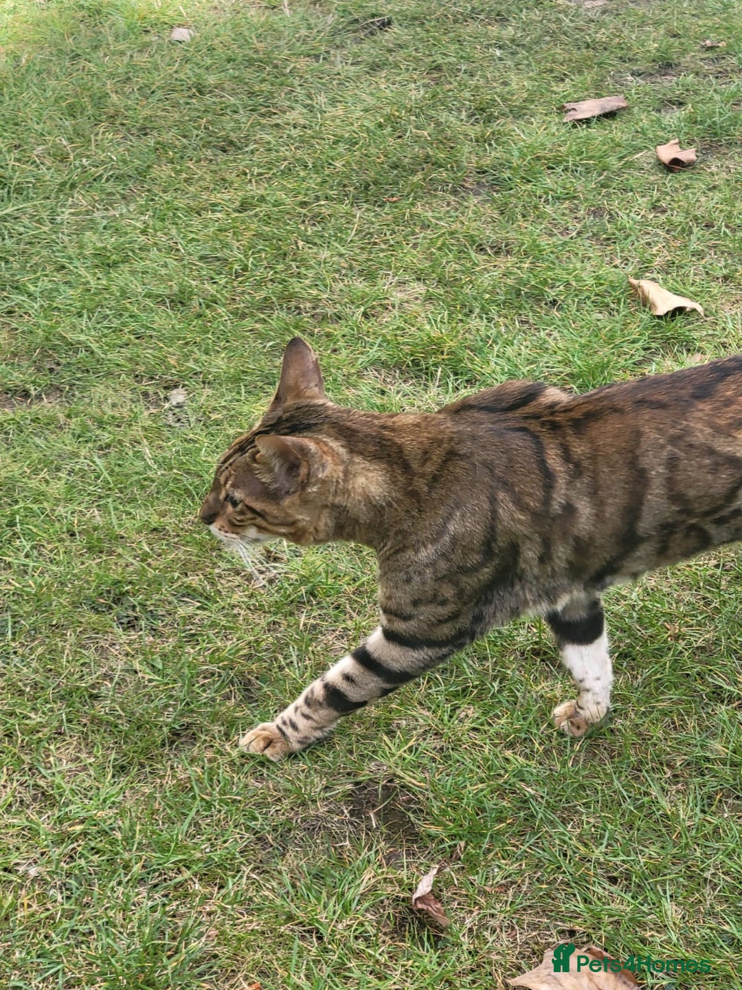 Bengal cats for sale: Bengal male cat for sale - Image 2