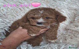 Cavapoochon dogs for sale: Top quality cavapoochons - Image 8
