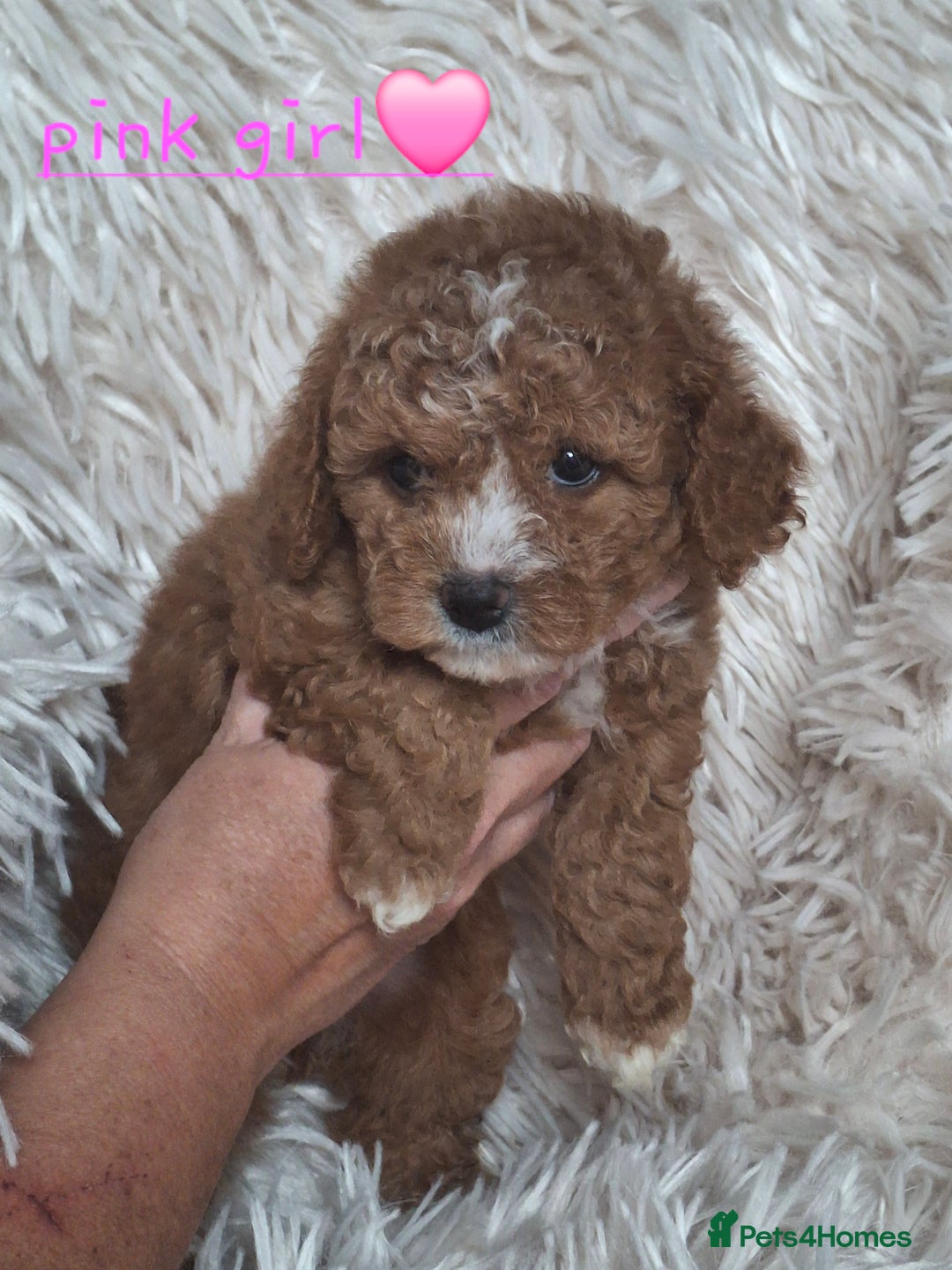 Cavapoochon dogs for sale: Top quality cavapoochons - Image 8