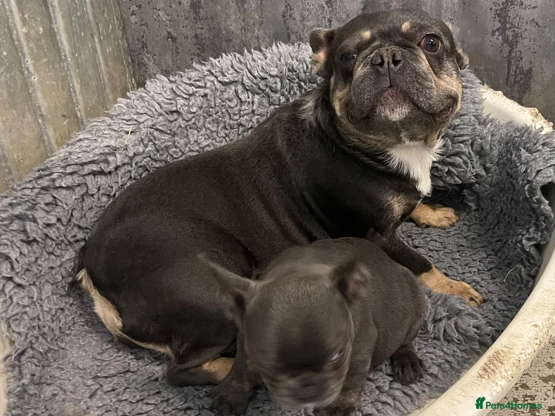 French Bulldog dogs for sale: RKC French bulldog puppies - Advert 1