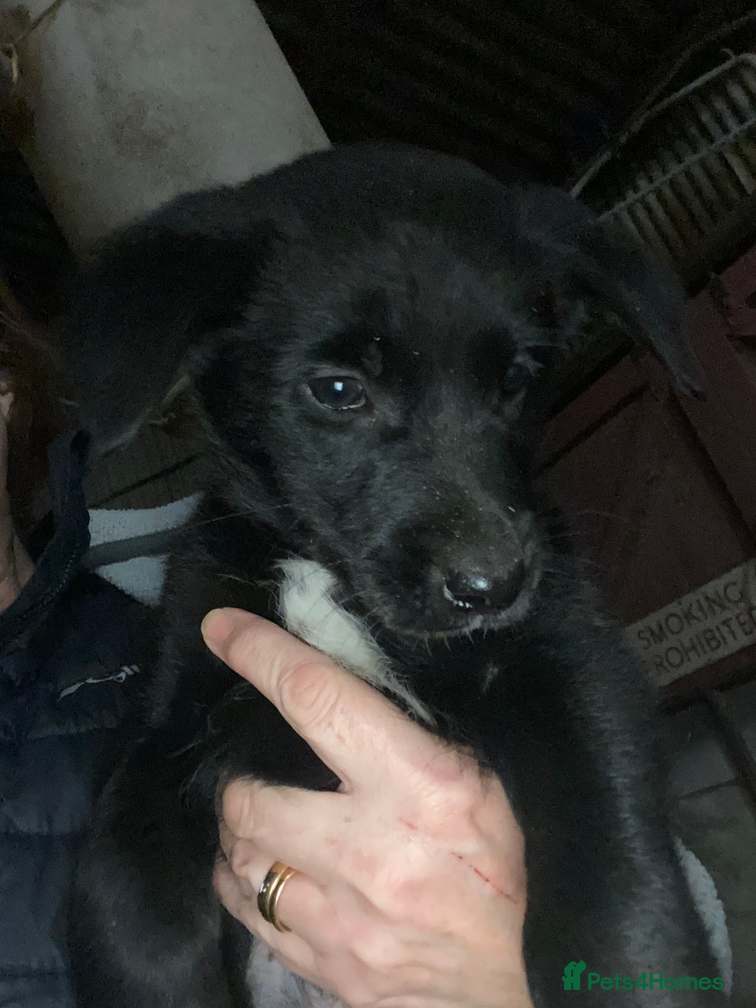 Mixed Breed dogs for sale: One little male Labrador x collie - Advert 21