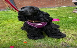 Cocker Spaniel dogs for sale: Retirement home  - Image 8