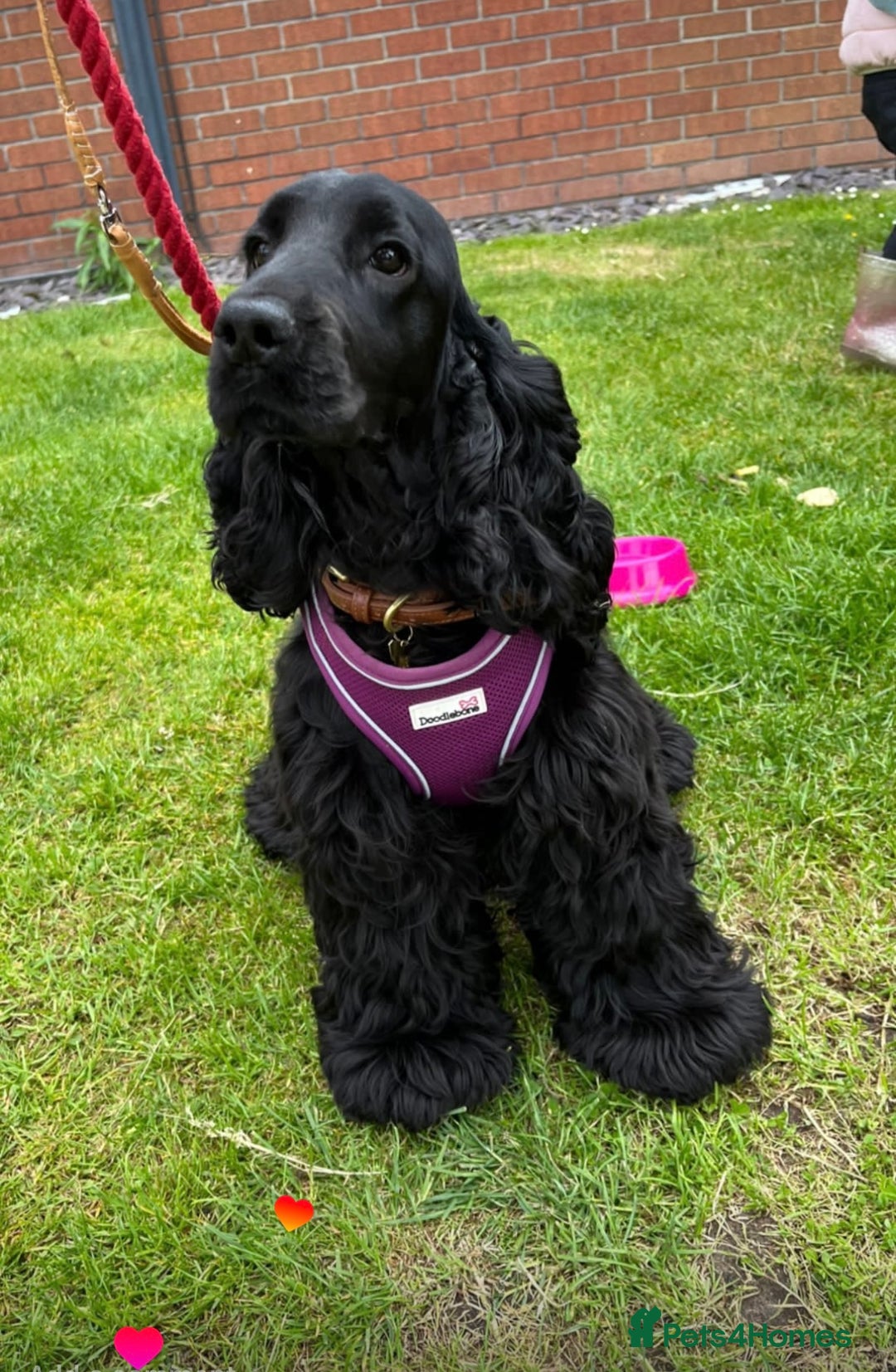 Cocker Spaniel dogs for sale: Retirement home  - Image 8