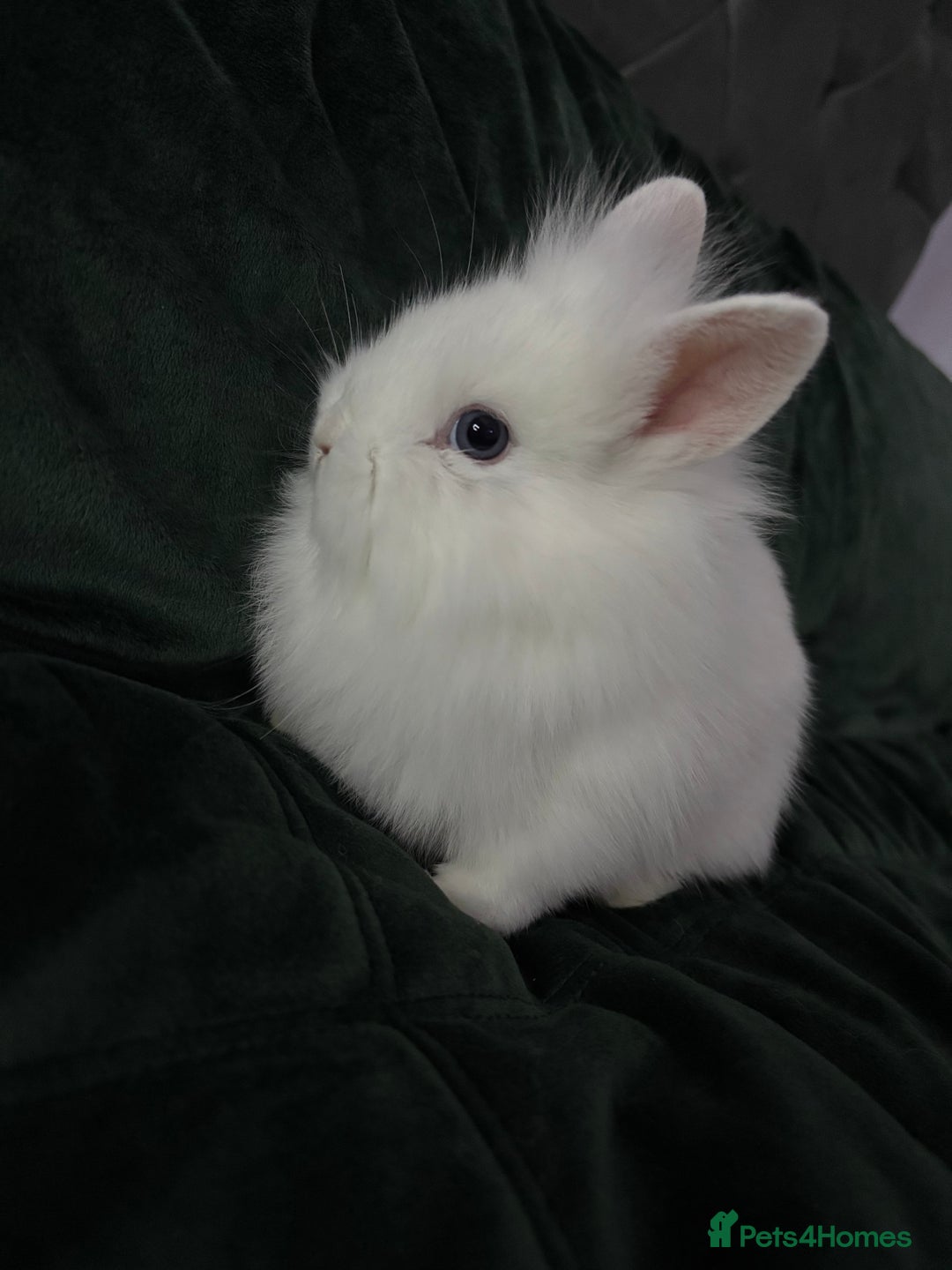 Lionhead rabbits for sale: Beautiful lion-head bunnies 🐰  - Advert 6