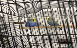 Budgerigars birds for sale: 2 pairs of Budgies  - Image 2