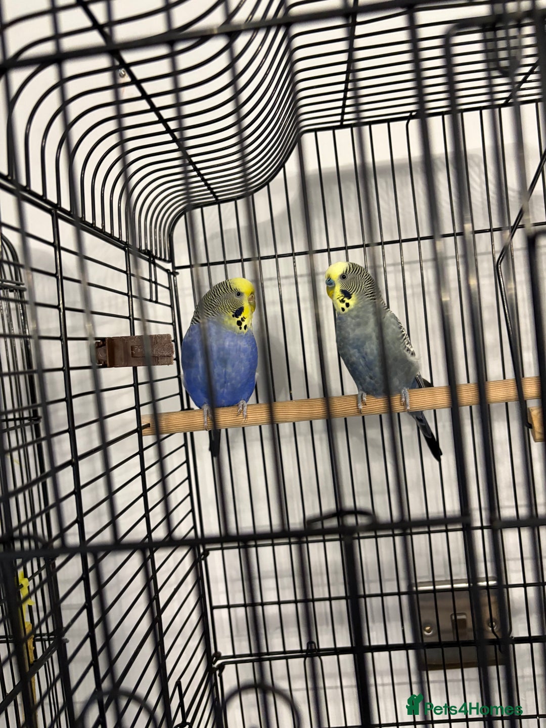Budgerigars birds for sale: 2 pairs of Budgies  - Image 2