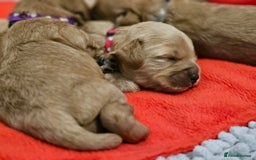 Cavapoo dogs for sale: Toy Cavapoo Puppies - Image 9