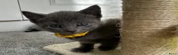 Russian Blue cats for sale: Russian Blue kittens  - Advert 33