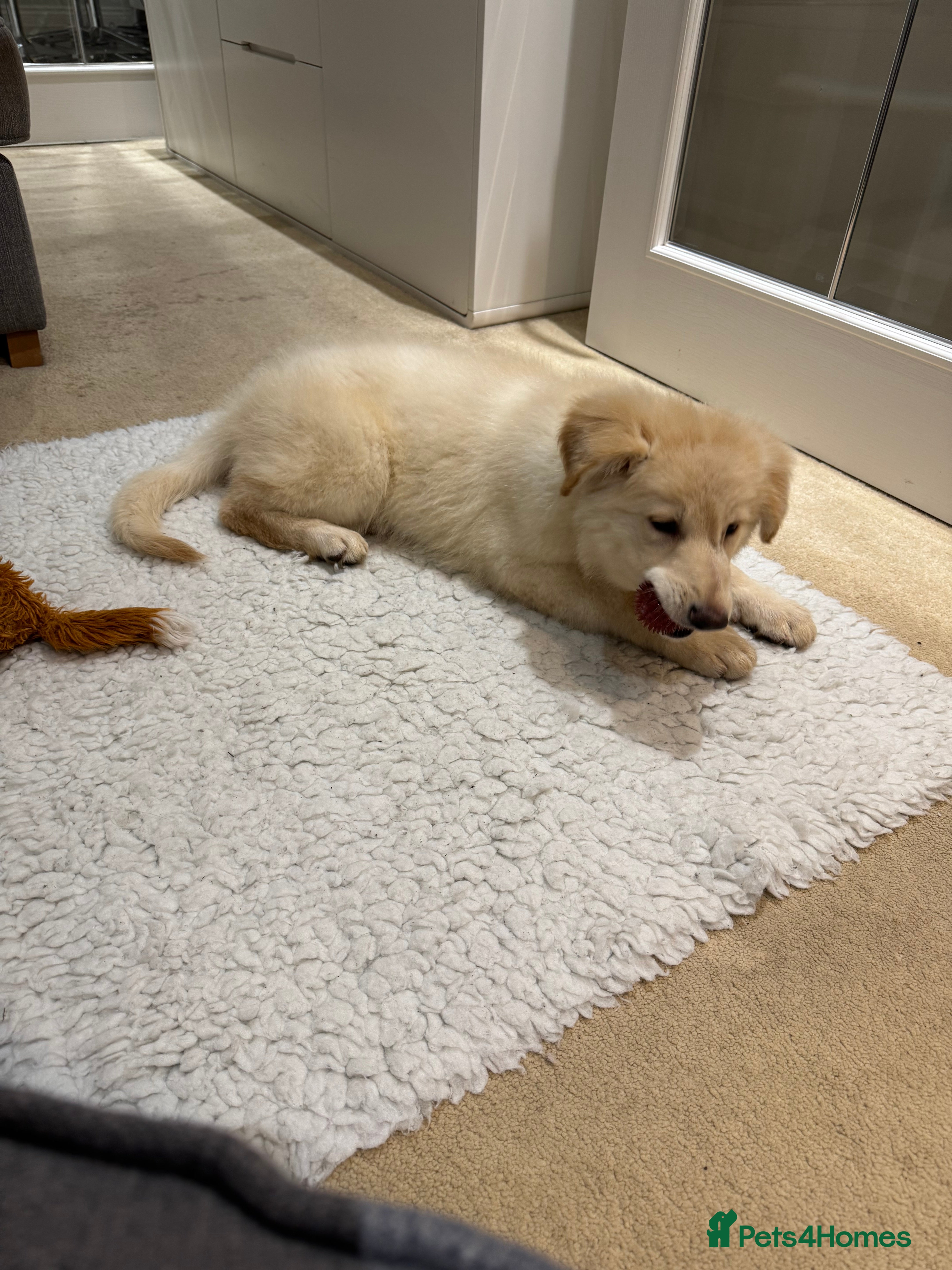 German Shepherd dogs Quality KC White Long-Coated German Shepherd Pups - Advert 2