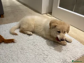 German Shepherd dogs Quality KC White Long-Coated German Shepherd Pups - Advert 2