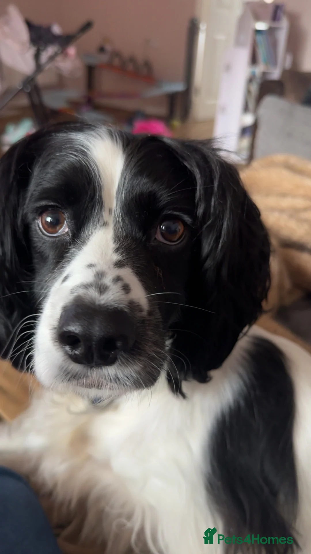 Sprocker dogs for sale: Lunaa in Bristol - Advert 2