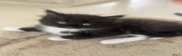 Ragdoll cats for sale: Beautiful Ragdoll Cross Kittens  - Advert 9