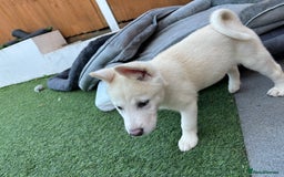 Akita dogs for sale: Beautiful Akita girl puppy for sale  - Image 12