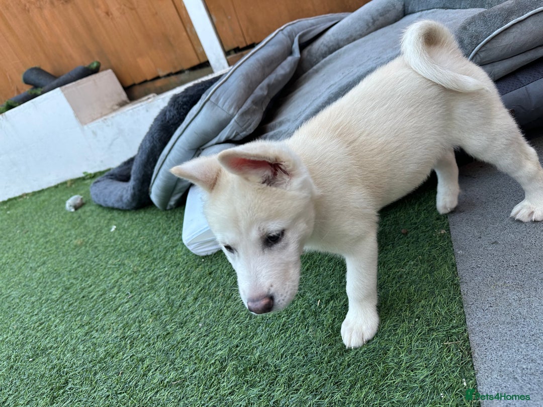 Akita dogs for sale: Beautiful Akita girl puppy for sale  - Image 12