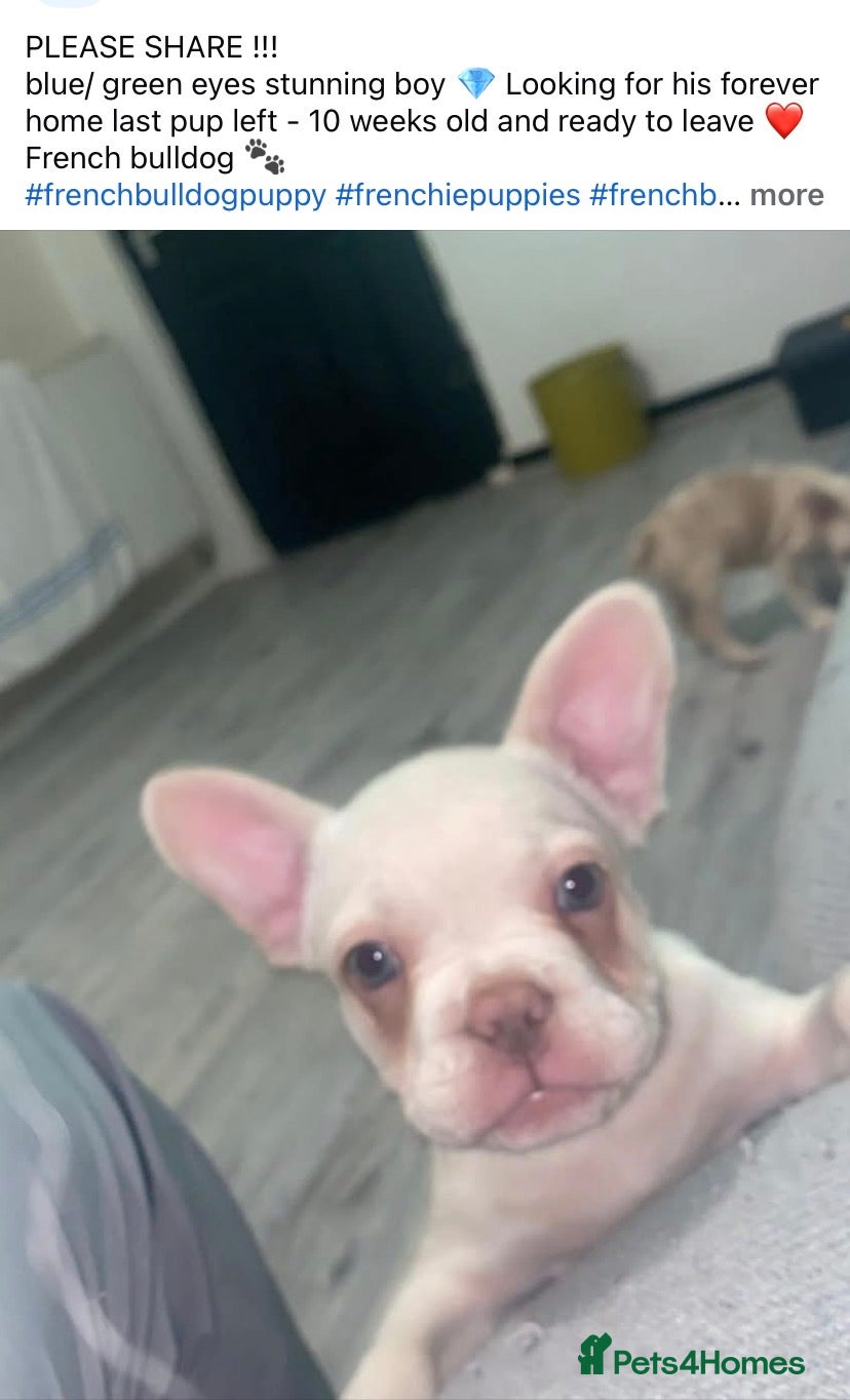 French Bulldog dogs 🐾 1 left !! French bulldog pups 10 week old❤️  - Advert 5