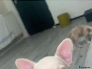 French Bulldog dogs 🐾 1 left !! French bulldog pups 10 week old❤️ - Advert 5