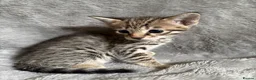 Savannah cats for sale: Beautiful SBT female - Advert 9