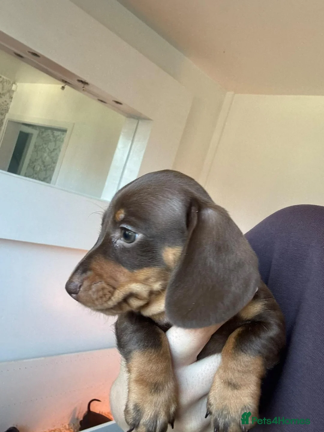 Dachshund dogs for sale: Smooth and long hair miniature dapple beauties in Oldham - Advert 1