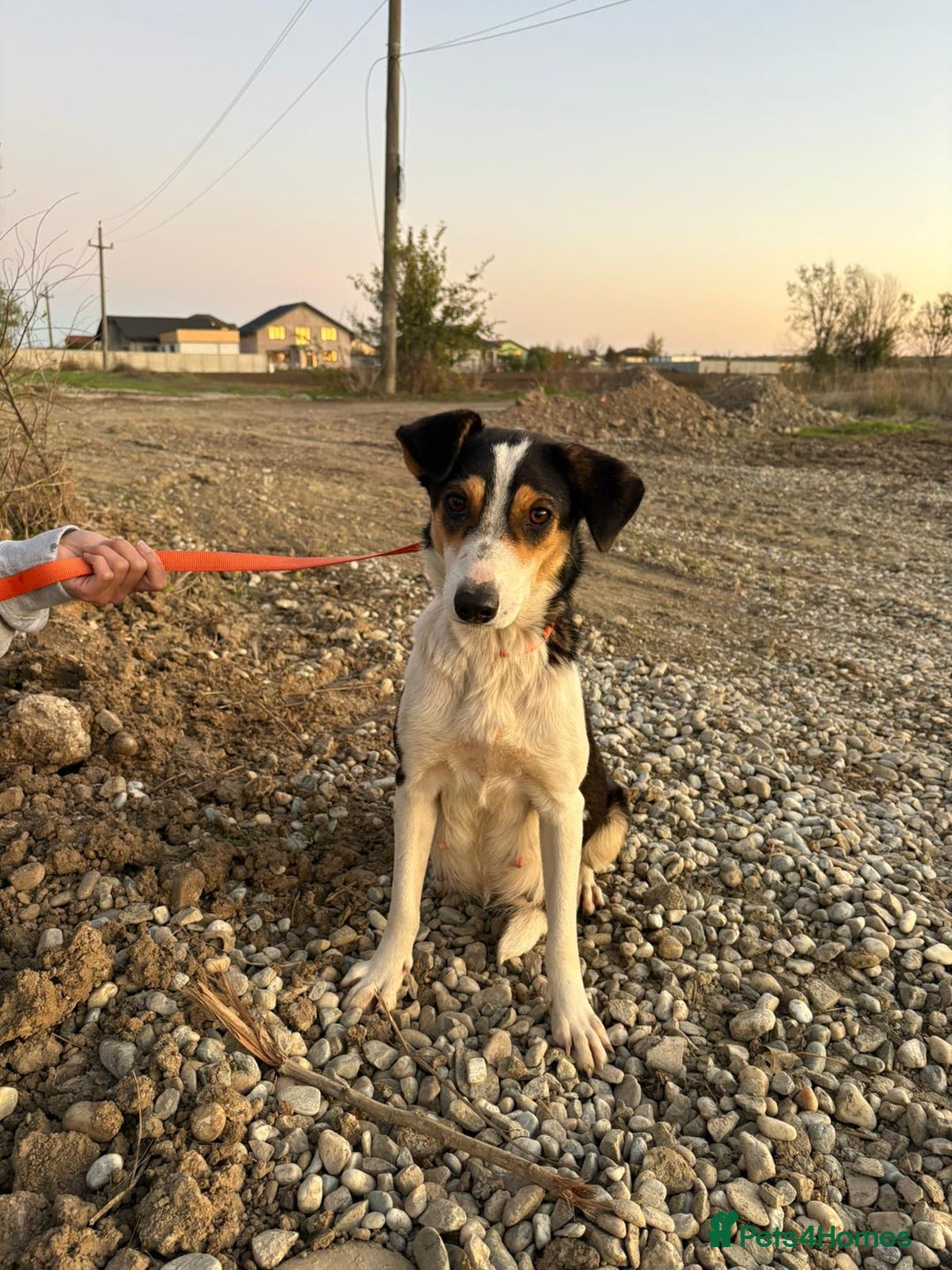 Mixed Breed dogs for adoption: Angel 👼🏼  - Advert 11