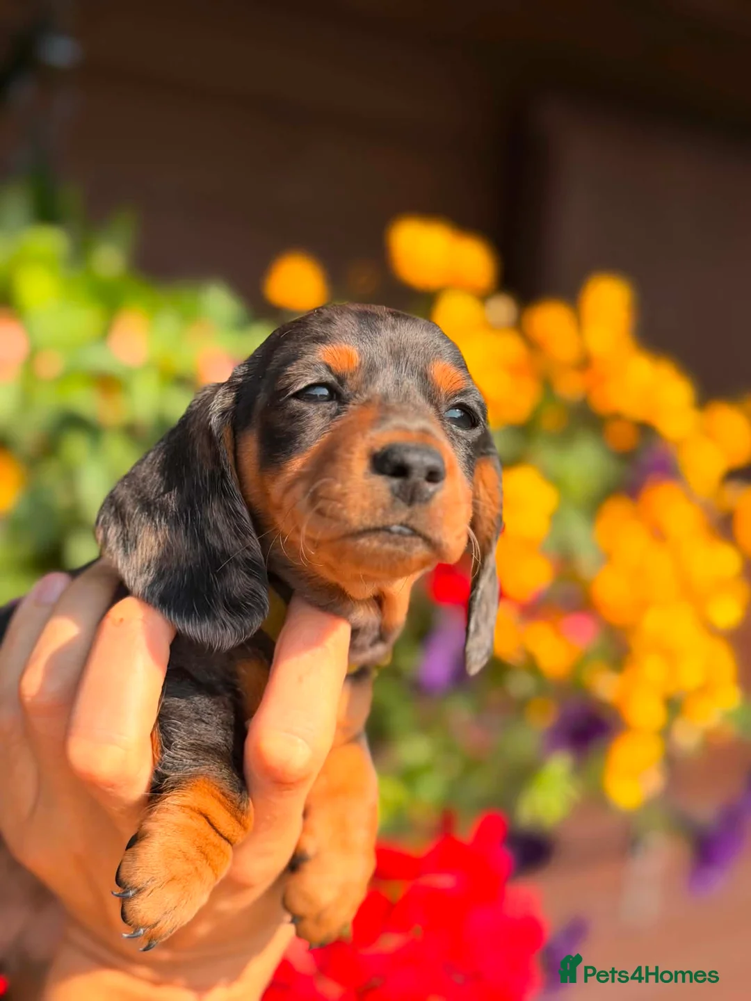 Miniature Dachshund dogs for sale: Stunning KC Registered Miniature Dachshund Puppies in Llandrindod Wells - Advert 2