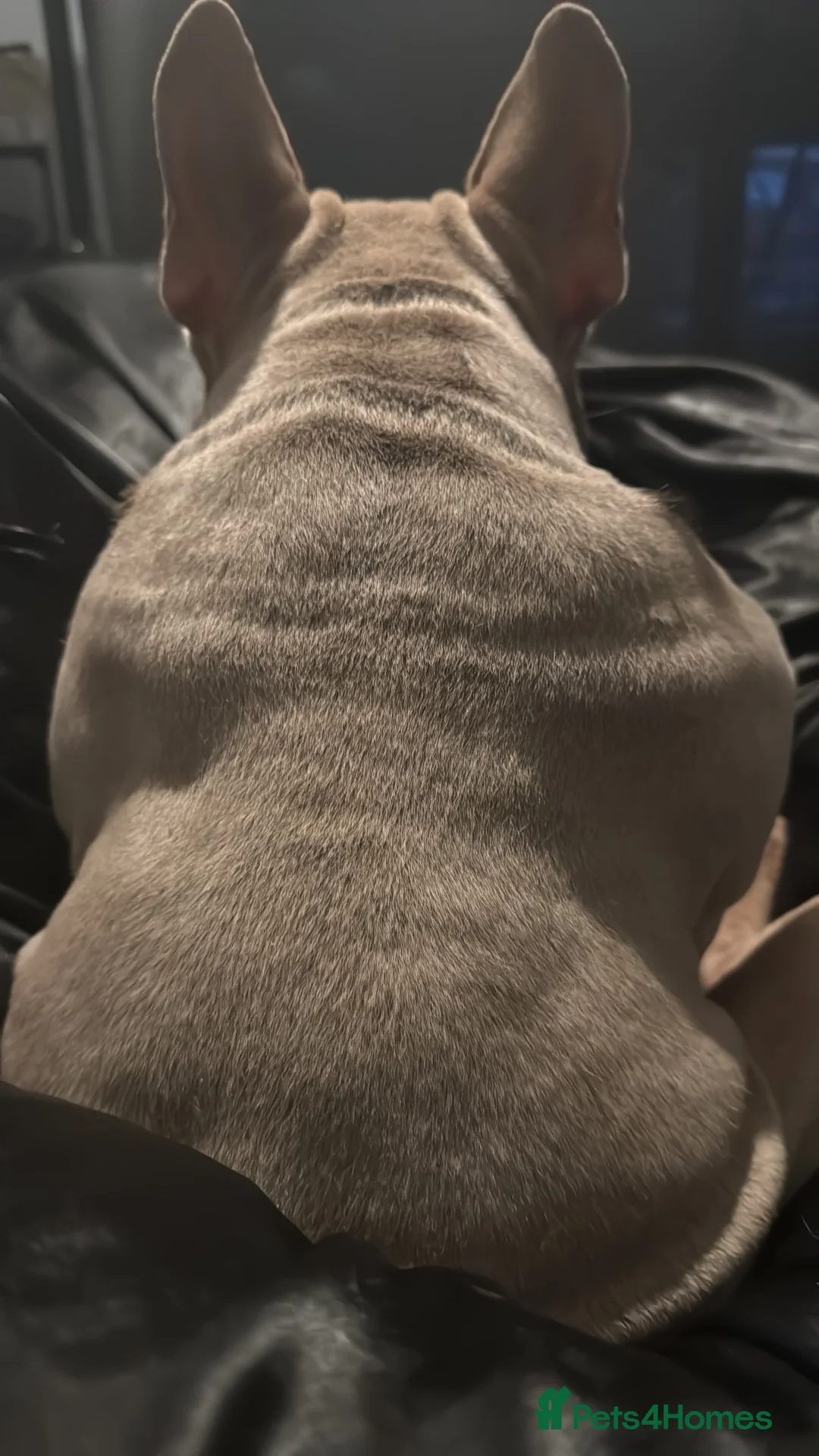 Mixed Breed dogs for stud: Sharpei x frenchie for STUD  - Advert 3