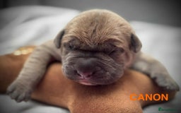 Cane Corso dogs for sale: 🐾✨ PatoSquad Kennel FCI Puppies ✨🐾 - Image 2