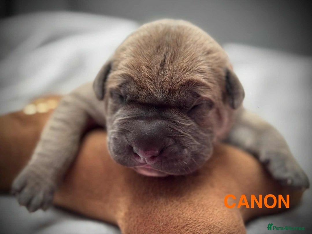 Cane Corso dogs for sale: 🐾✨ PatoSquad Kennel FCI Puppies ✨🐾 - Image 2