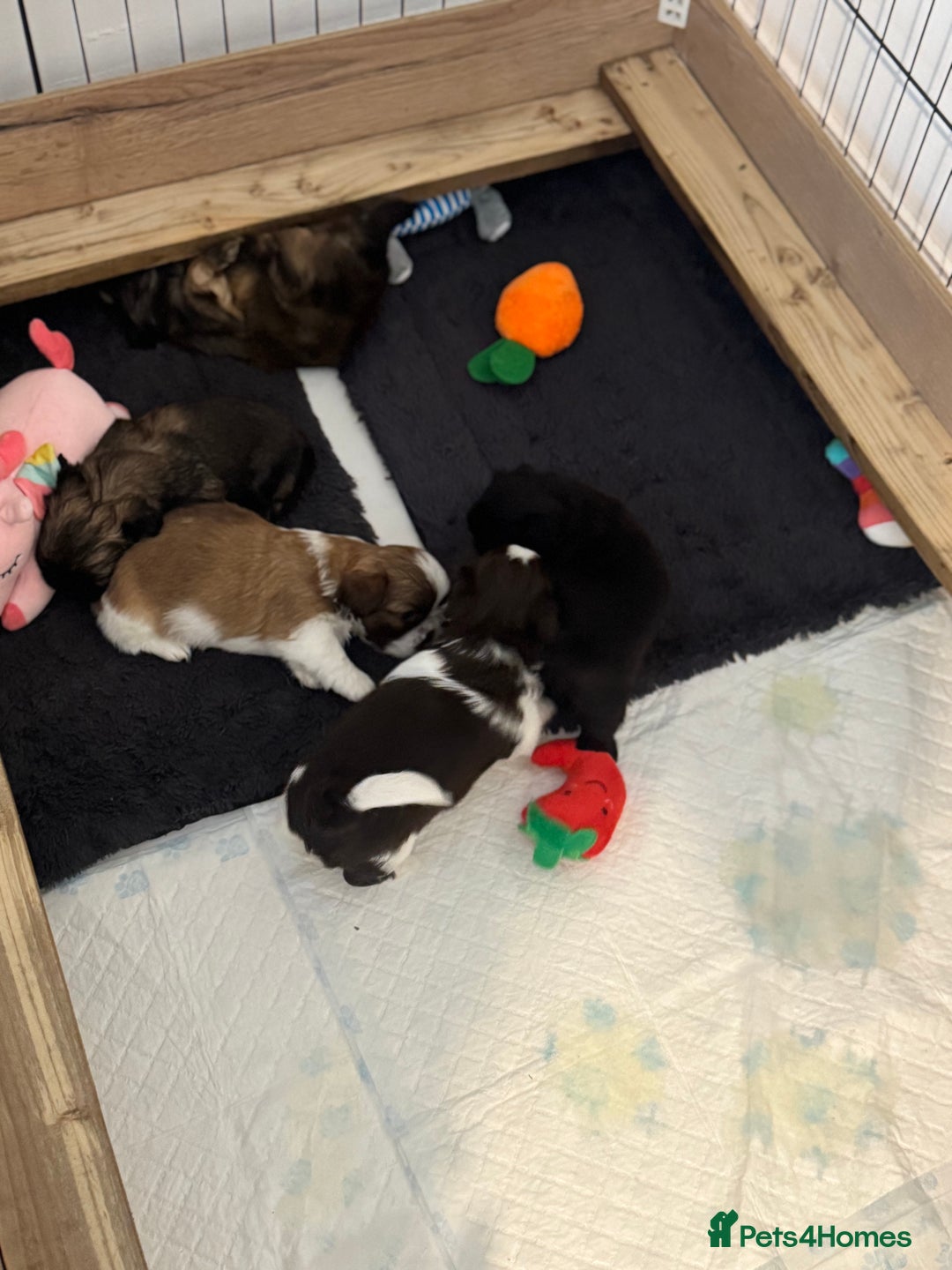 Shih Tzu dogs for sale: 🐾 Beautiful Shih Tzu Puppies🐾 - Image 12
