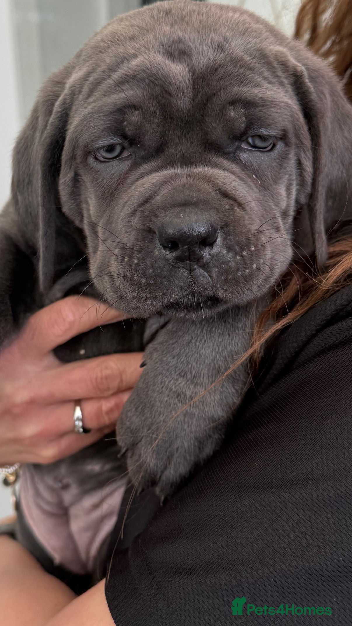 Cane Corso dogs Cane corso puppy’s  - Advert 14