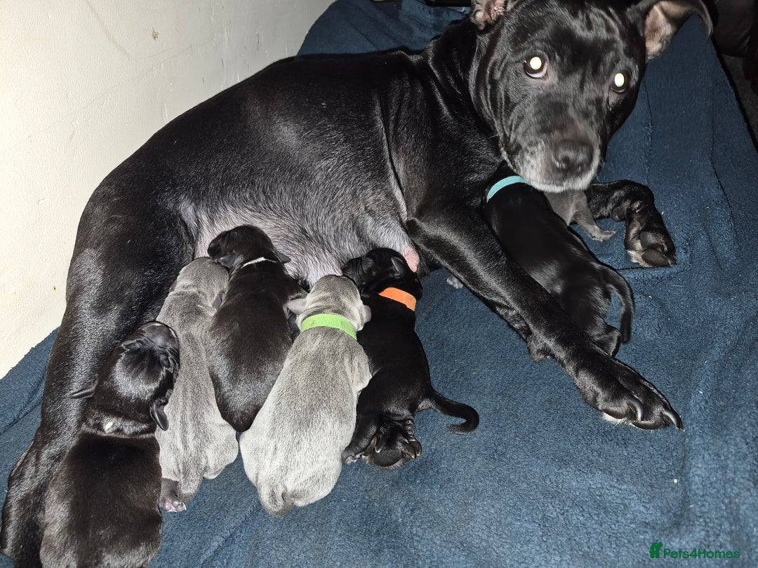 Staffordshire Bull Terrier dogs for sale: Exceptional Staffy Bull Terriers– Valglo Bloodline - Advert 12