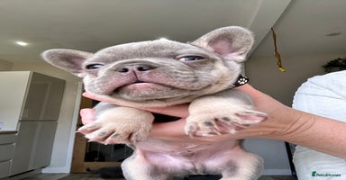 French Bulldog dogs - Advert 9