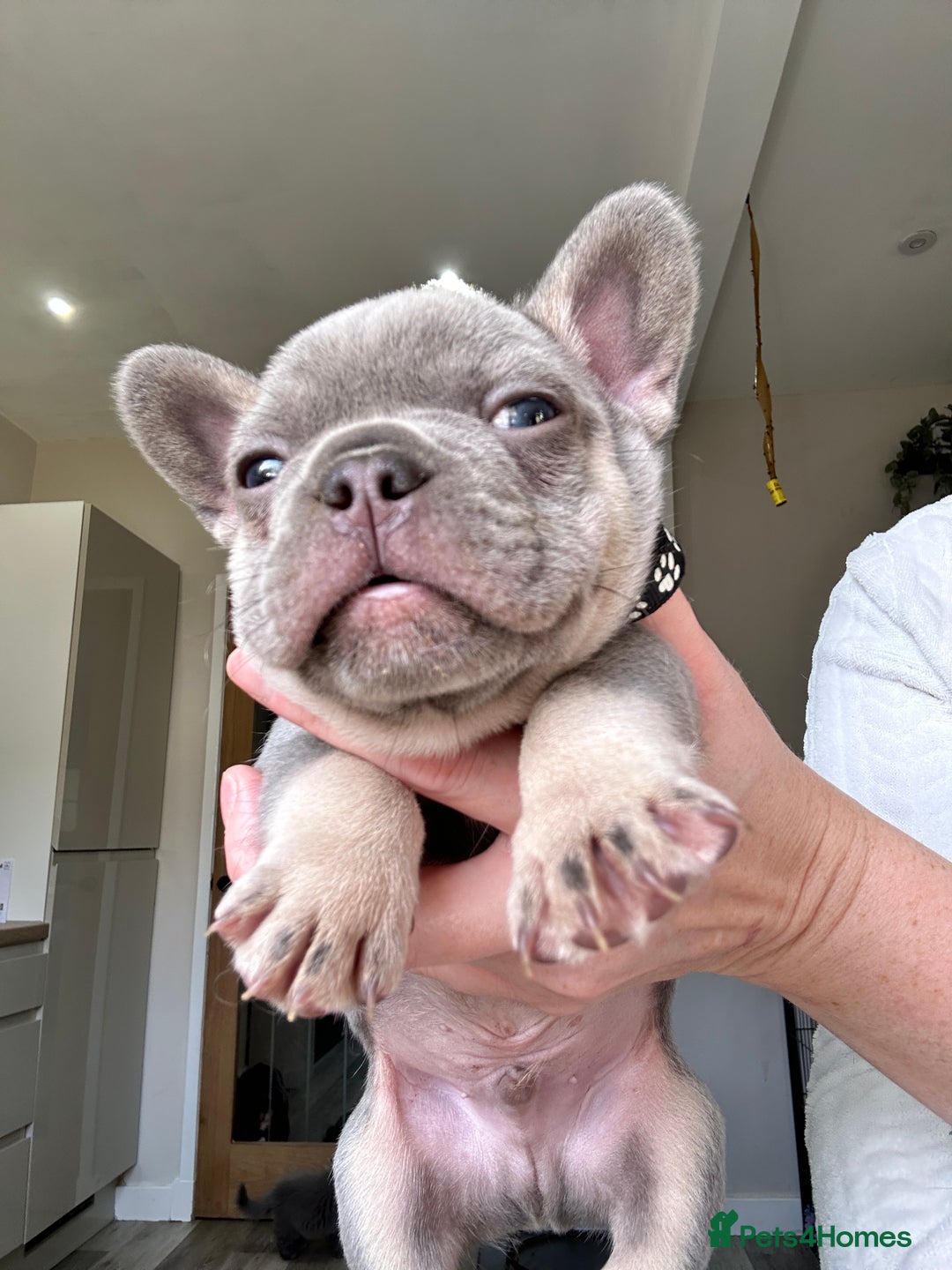 French Bulldog dogs for sale: French bulldog (fluffy) - Image 2