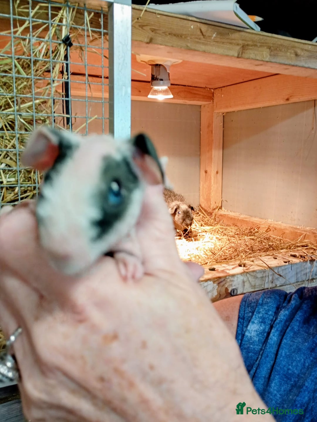 Guinea Pig rodents for sale: Skinny Pig Males - Image 6