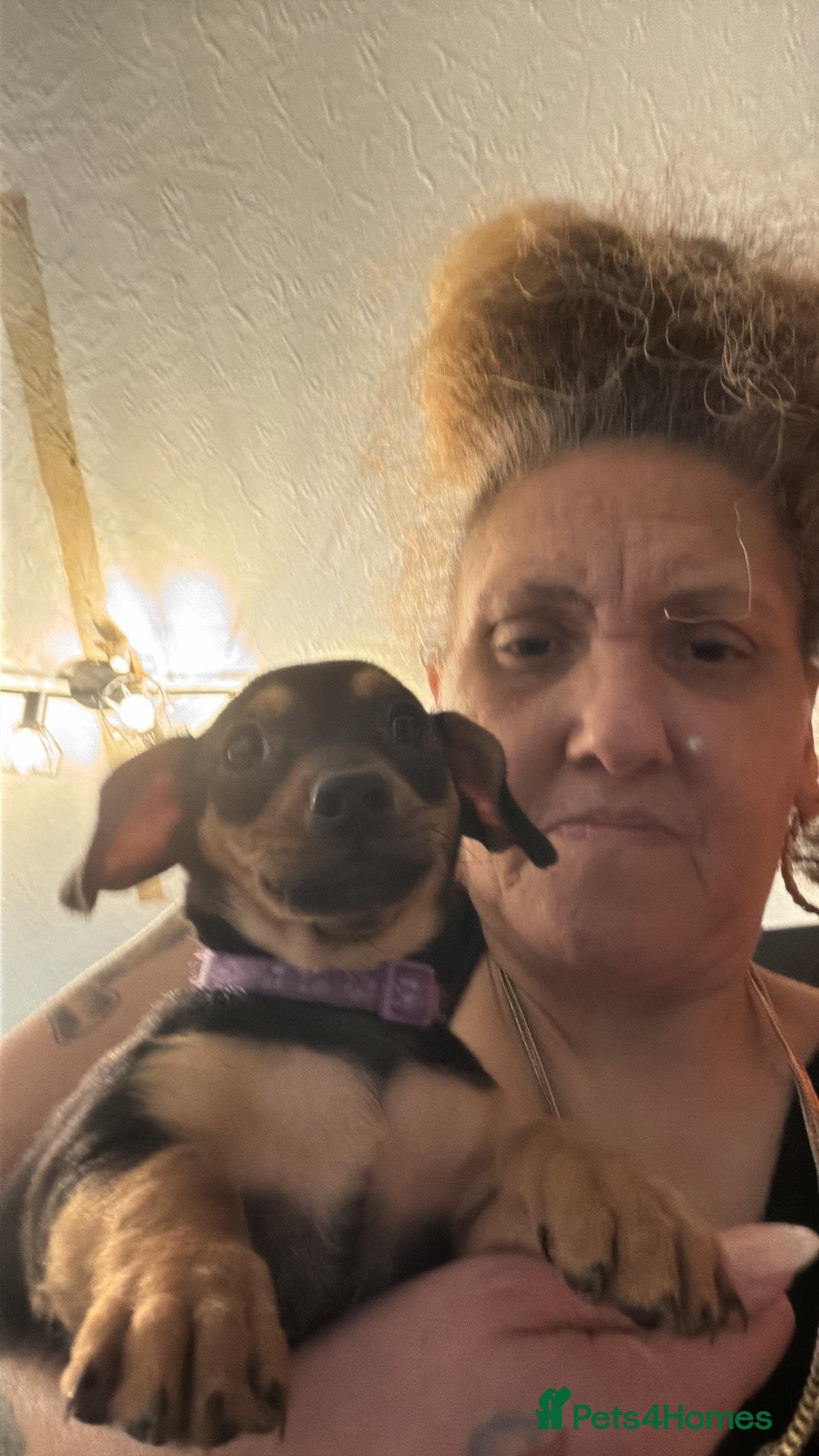 Mixed Breed dogs for sale: Dorkies  - Advert 5