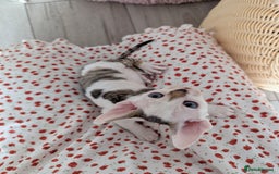 Devon Rex cats for sale: Two cuddlebugs- literally sticker cats available❤️ - Image 19