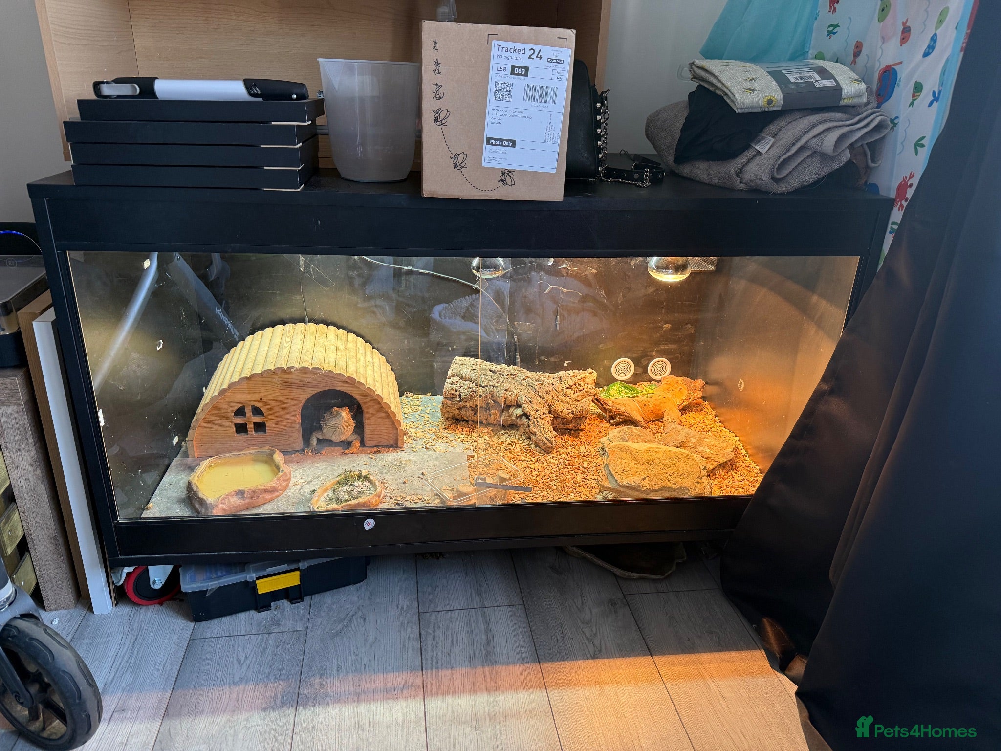 Bearded Dragon reptiles Bearded dragon full set up  - Advert 10