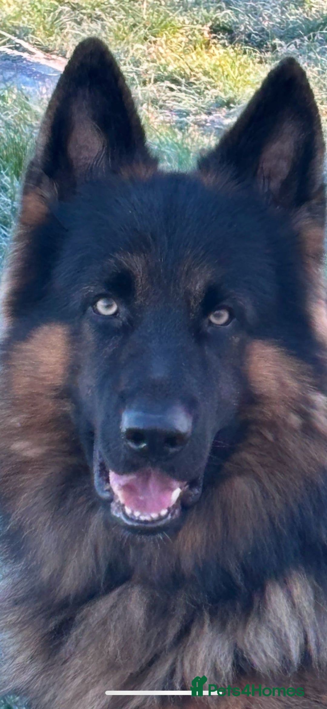 German Shepherd dogs for sale: Outstanding -KC registered male German shepherd  - Advert 6