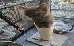 British Shorthair cats for sale: 🐾 British Shorthair Kittens – Ready Now 🐾 - Image 2