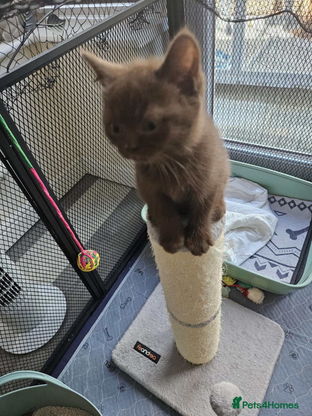 British Shorthair cats for sale: 🐾 British Shorthair Kittens – Ready Now 🐾 - Image 2