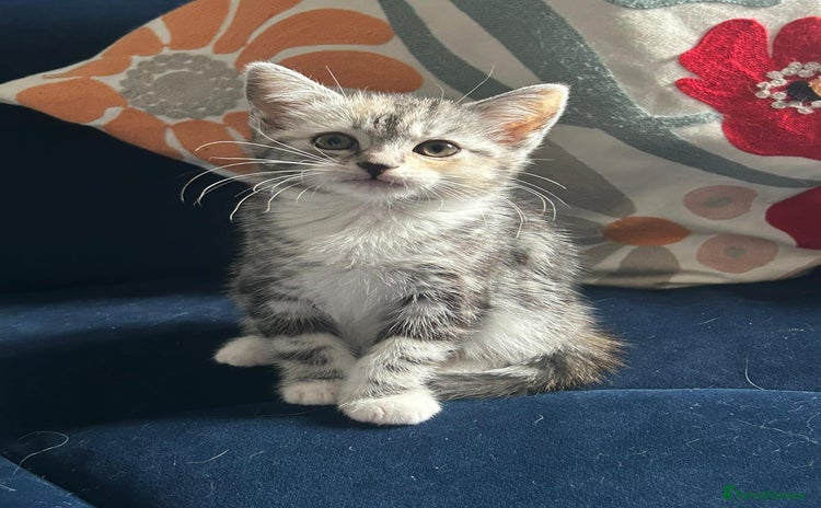 Mixed Breed cats - Advert 10