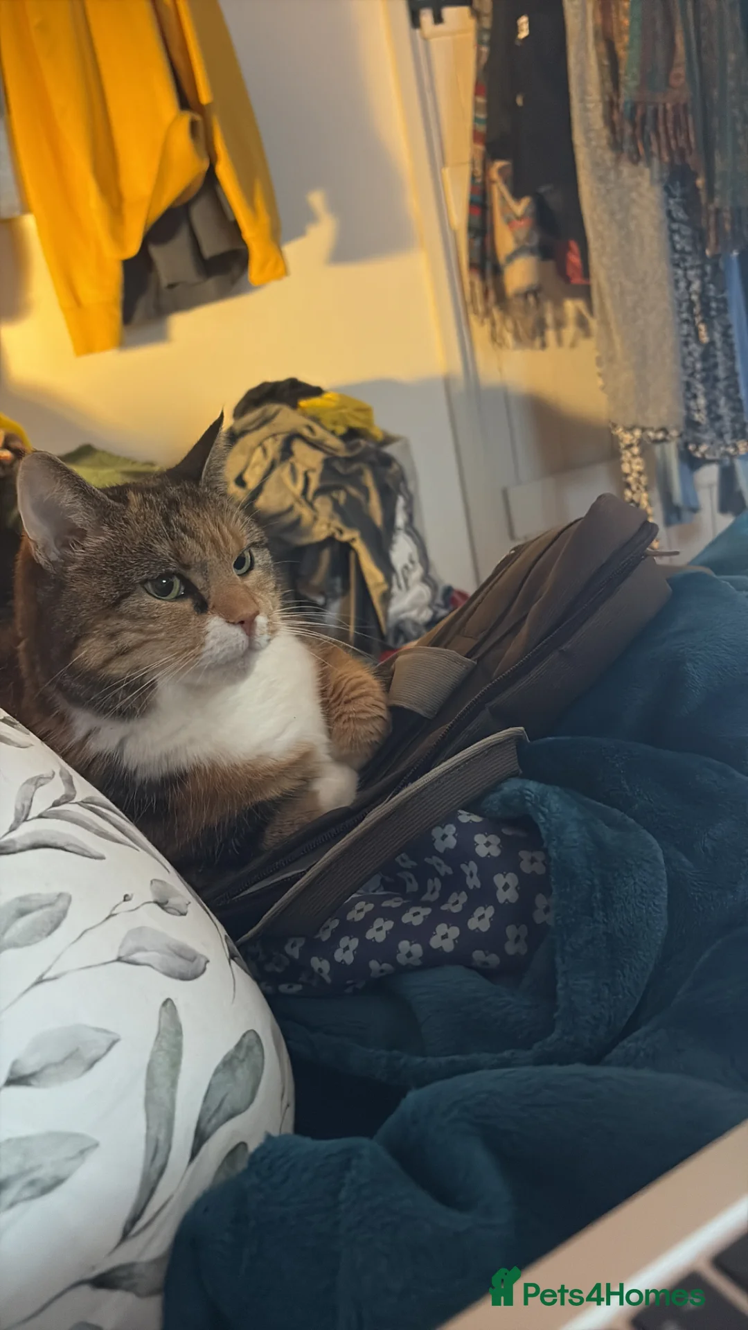 Domestic Shorthair cats for sale: Beautiful Amber - Advert 8