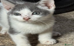 Mixed Breed cats for sale: Mix breed male kittens for sale  - Image 6