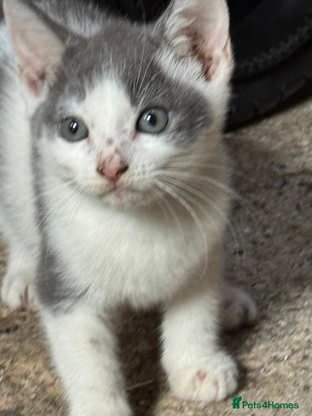 Mixed Breed cats for sale: Mix breed male kittens for sale  - Image 6