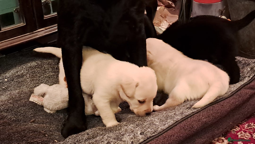 Labrador Retriever dogs for sale: KC Labrador girls - Advert 10