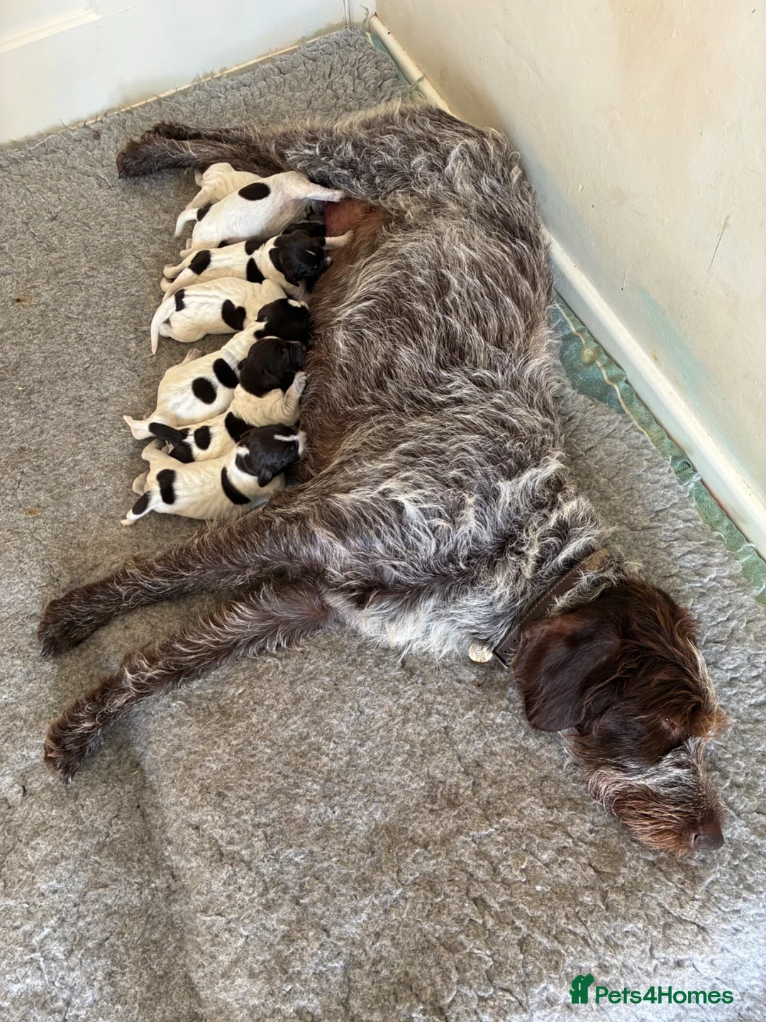 German Wirehaired Pointer dogs for sale: BEAUTIFUL HEALTHY KC REGISTERED GWP PUPS - Advert 9