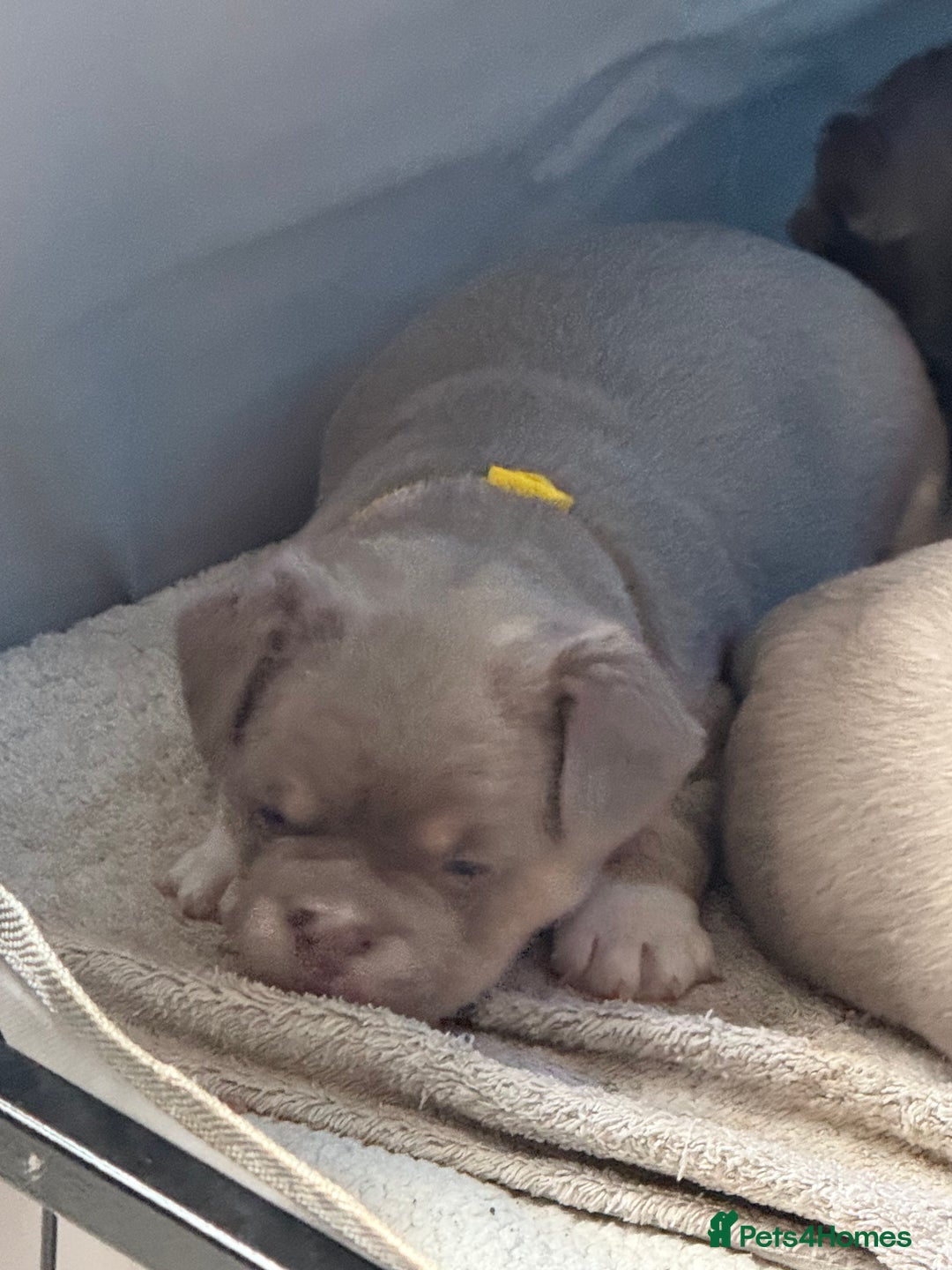 Mixed Breed dogs for sale: Frenchie cross puppy’s (80% frenchie) - Advert 18
