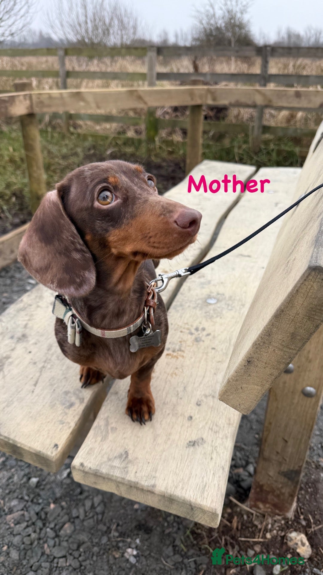 Miniature Dachshund dogs 5 mini dachshunds (2 males, 3 females)  - Advert 2