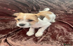 Mixed Breed dogs for sale: JACK RUSSELL CROSS PUPPY  - Image 7