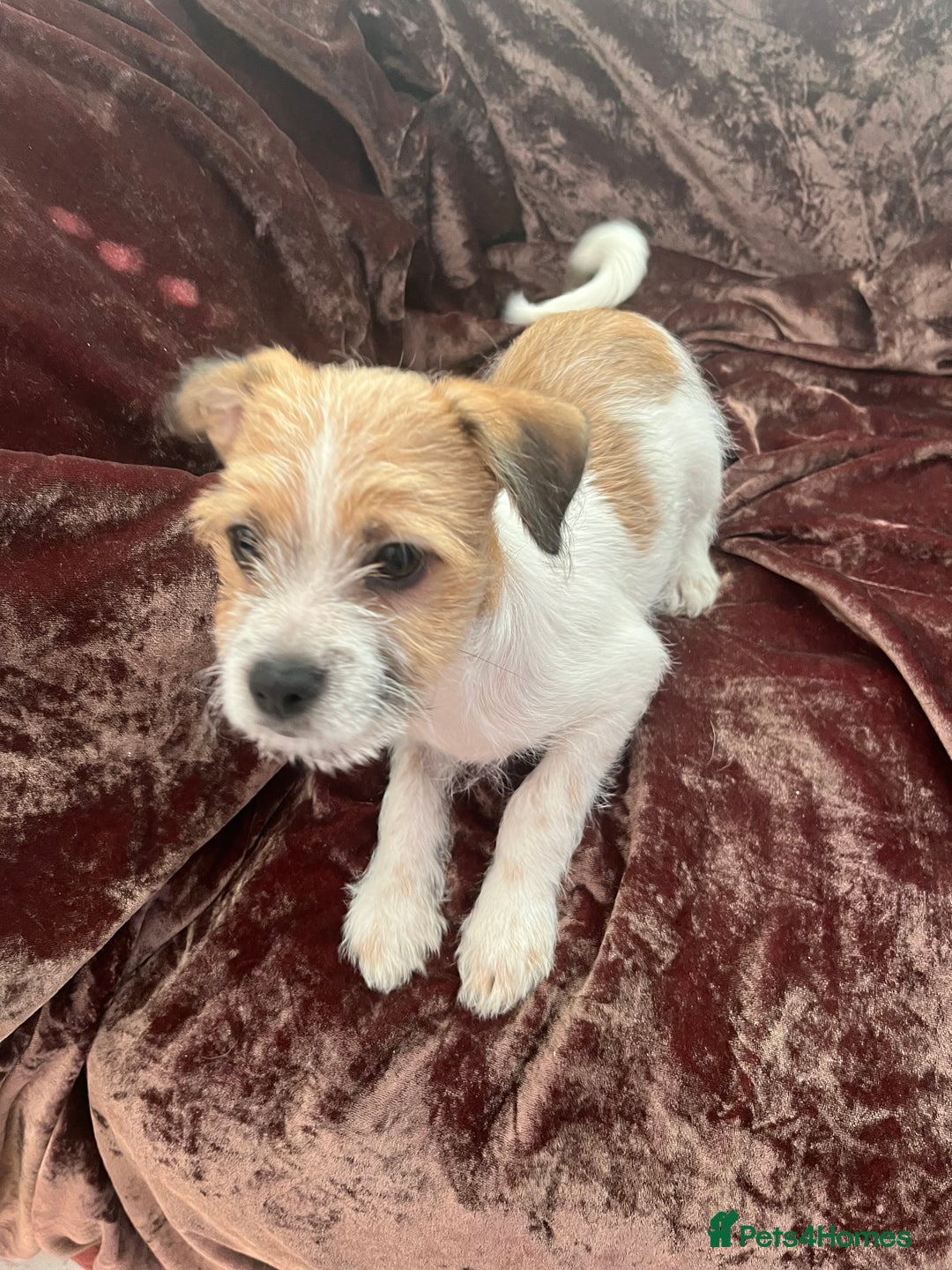 Mixed Breed dogs for sale: JACK RUSSELL CROSS PUPPY  - Image 7